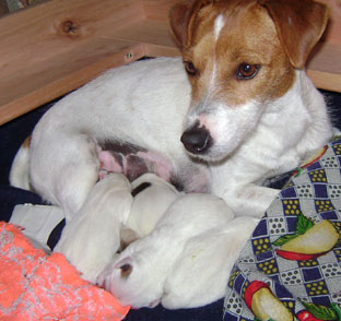 cachorros jack russel terrier uruguay